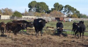 Ganaderia La Torrecilla 2